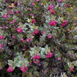 Myrtle Wolf Manzanita