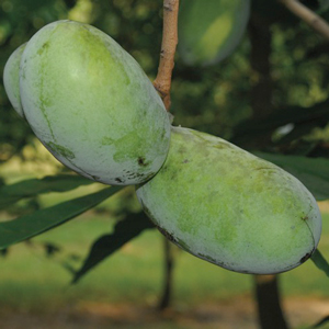 NC-1 Pawpaw