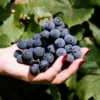 NY 47616 Blue Seedless Table Grape