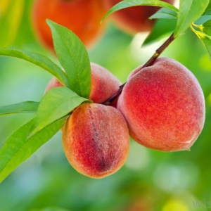Nanaimo™ Peach