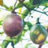 Nancy Garrison Passion Fruit