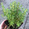 Narrow Leaf French Thyme