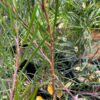 Narrow Leaf Wattle Acacia Tree