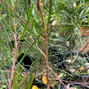 Narrow Leaf Wattle Acacia Tree