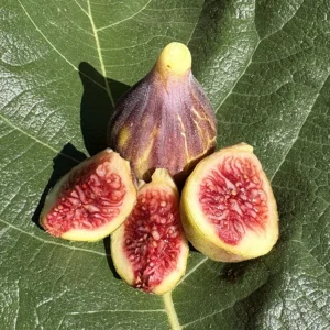 Natalina Fig Tree