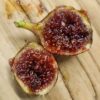Natalina Fig Tree