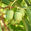 Natasha™ Russian Hardy Kiwi