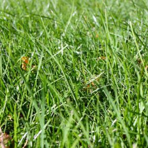 Native Swale Mix