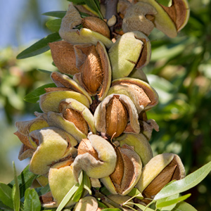 Ne Plus Ultra Almond