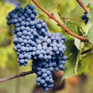 Nebbiolo Wine Grape