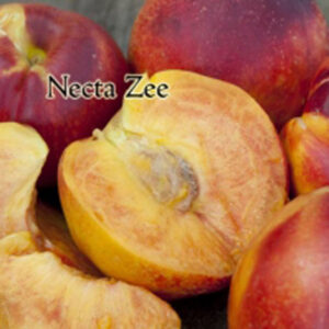Necta Zee Miniature Nectarine