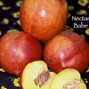 Nectar Babe Miniature Nectarine