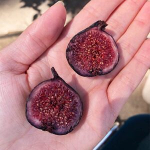Alternative view of Negra d'Agde Fig Tree