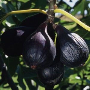 Negronne Fig