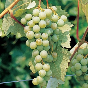 Neptune Seedless Table Grape