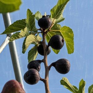 Nero 600m Fig