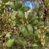 Netleaf Oak Tree