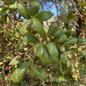 Netleaf Oak Tree