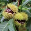Nevada Chestnut