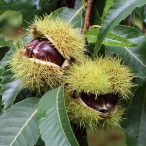 Nevada Chestnut