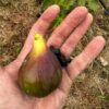 Neverella Fig