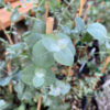 New England Peppermint Eucalyptus