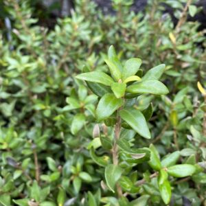 New Zealand Daisy Bush