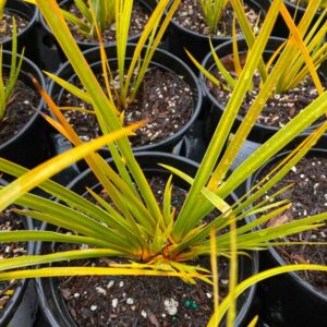 New Zealand Iris