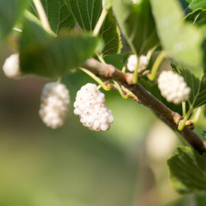 Nikita White™ Mulberry