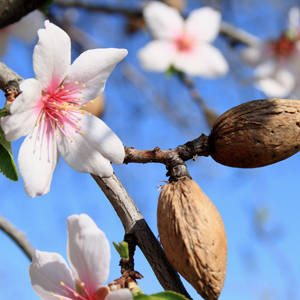Nikita's Pride Almond