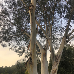 Niphophila Alpine Snow Gum