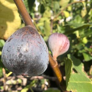 Noir de Barbentane Fig