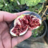 Noir de Caromb Fig