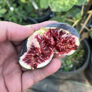 Noir de Caromb Fig