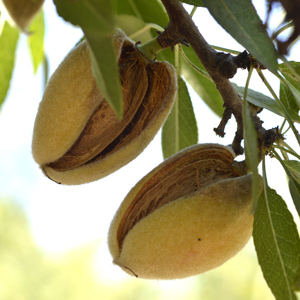 Non Pareil Almond