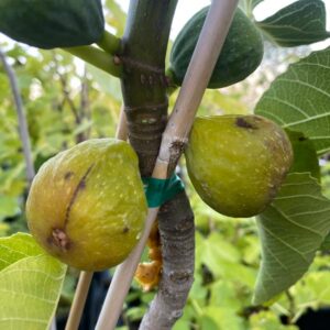 Norman's Yellow Fig