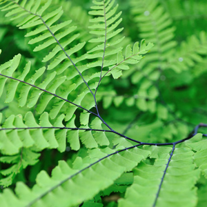 Northern Maidenhair Fern