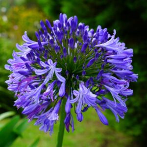 Northern Star African Lily