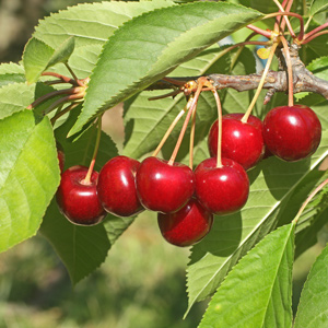 Northstar Pie Cherry