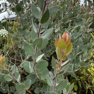 Obi One Bishop Manzanita