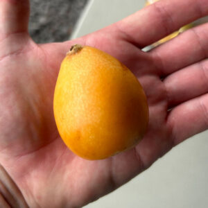 Obusa Loquat Tree