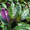 Okinawa Spinach