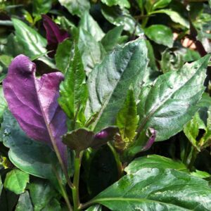 Okinawa Spinach