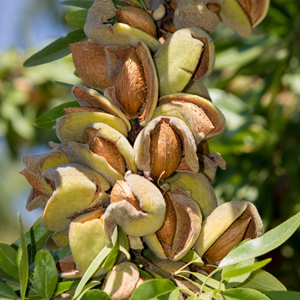 Oracle™ Almond