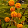 Orange Ball Buddleja