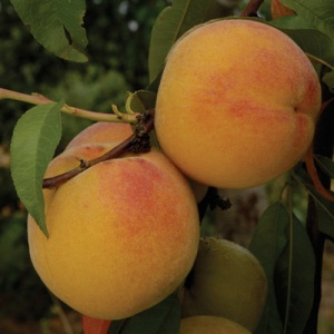 Oregon Curl Free Peach