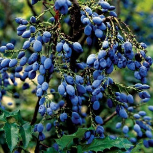 Oregon Grape
