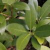 Oregon Myrtle