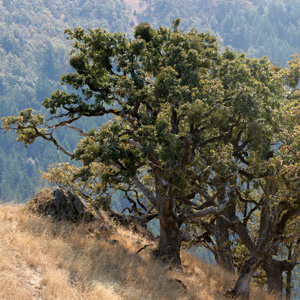 Oregon White Oak