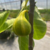 Oro Rosato Fig